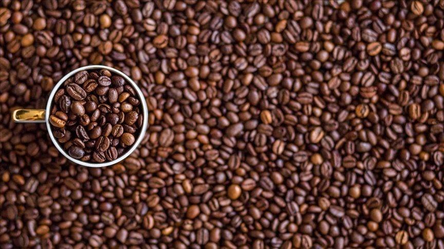Batı Afrika'da iklim değişikliğinden etkilenmeyecek eski bir kahve türü bulundu