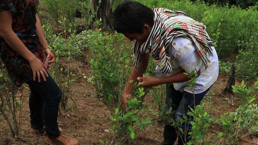 Avanza en Comisión del Senado de Colombia proyecto de regulación de la hoja de coca