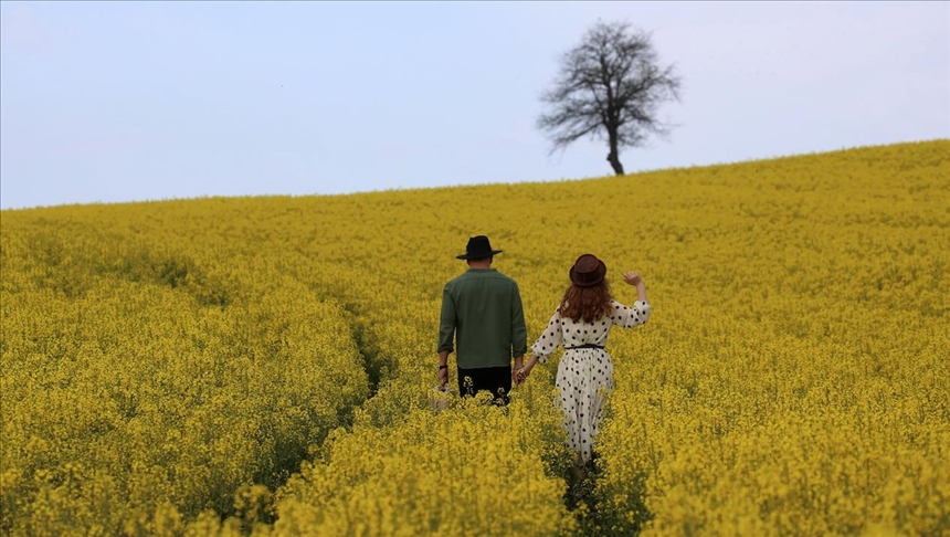 Турција: Златножолтите полиња со маслодајна репка природно студио за фотографите 