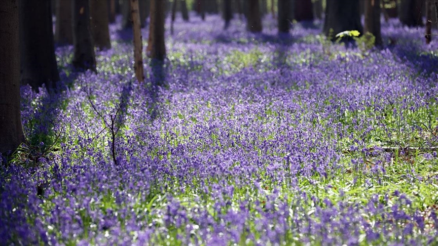 Hallerbos Ormanı'nda çan çiçekleri ziyaretçileri büyülüyor 