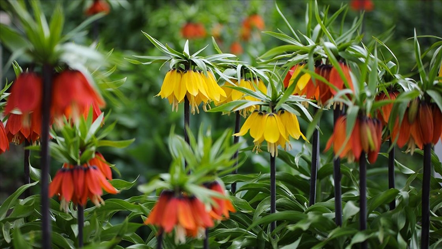 Ters Laleler Etkileyici Guzellikleriyle Ilgi Odagi Oldu