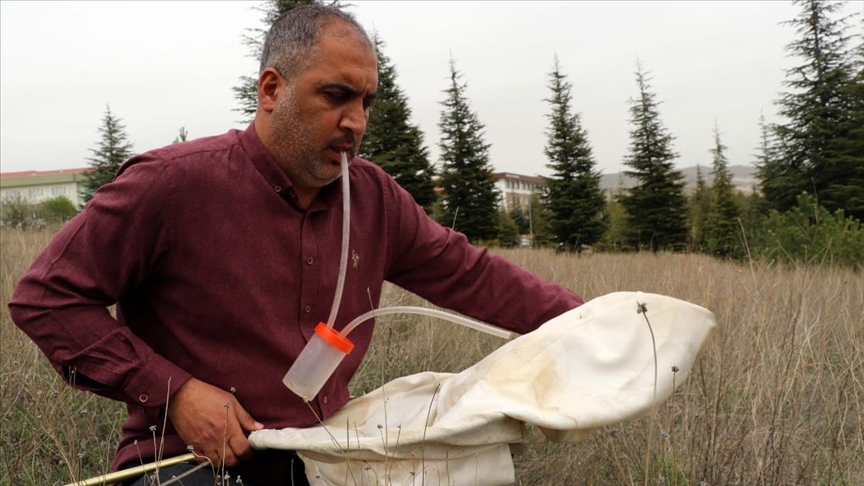 Huzura kavuşan dağlarda böceklerin izini süren akademisyen yeni türler tespit ediyor