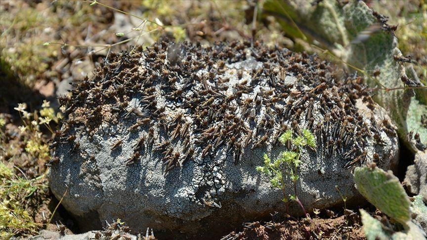 Kenya contains desert locust invasion