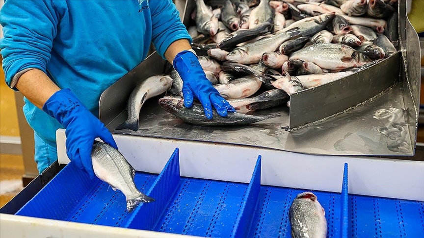 Türkiye'nin su ürünleri ihracatı 2020'de 1 milyar doları aştı