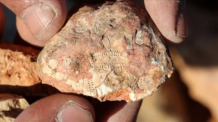 Turkey: Excitement over newly discovered marine fossils