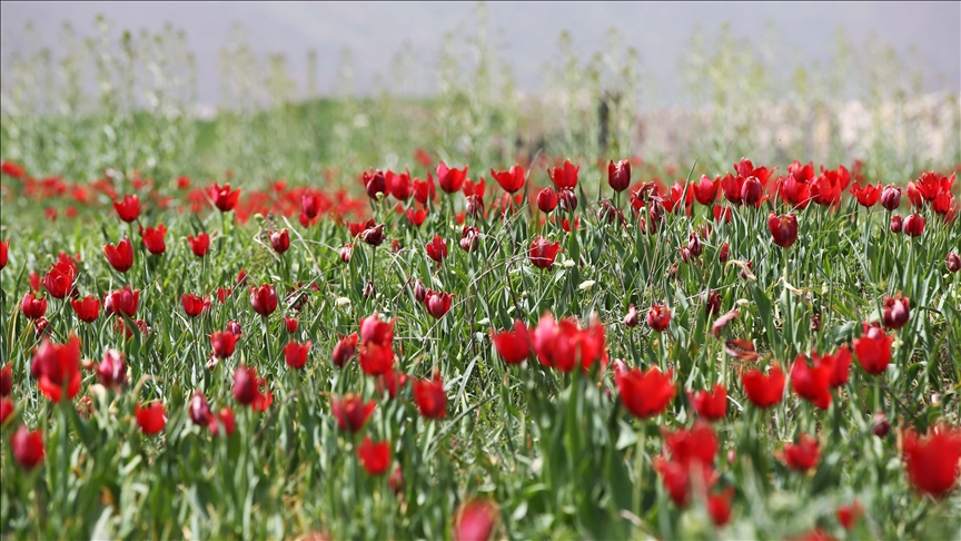 Deşta Mûşê bi laleyan xemilî