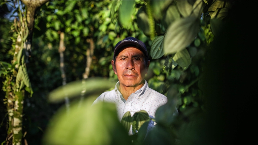 Las víctimas del conflicto que cambiaron la siembra de coca en Colombia por la exportación de pimienta a Europa