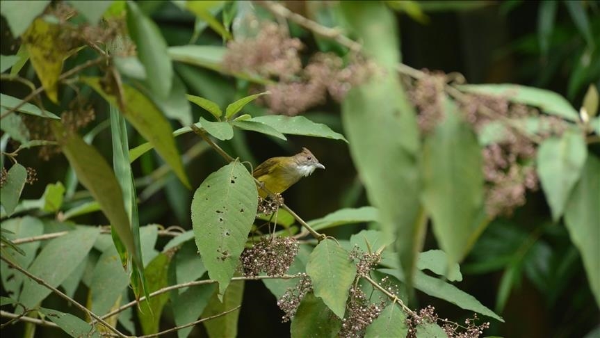 Indonezi, 9 specie zogjsh përballen me zhdukjen