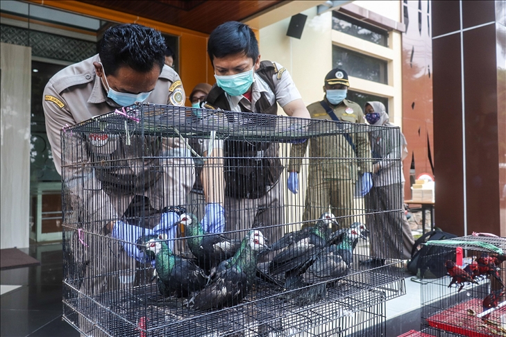 Sembilan jenis burung di Indonesia terancam punah