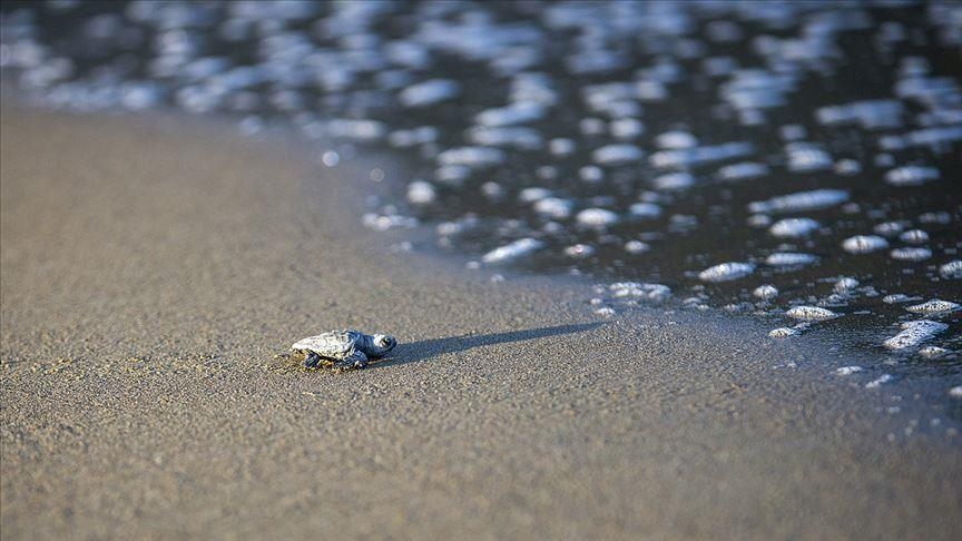 Turkish beach welcomes endangered sea turtles