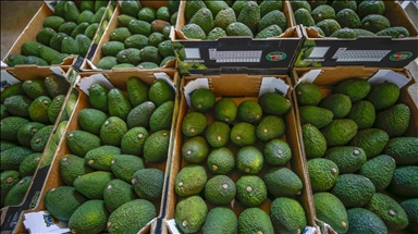 Decisión de Arabia Saudita de suspender importaciones de frutas de Líbano profundiza su crisis económica