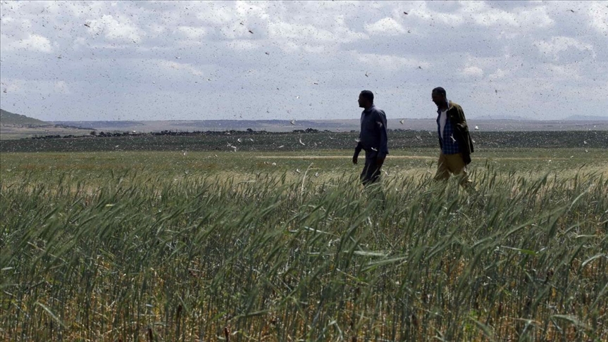 17 países africanos acuerdan duplicar su productividad agrícola