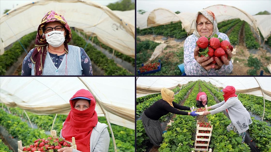Aydın'daki çilek seralarında kadın işçilerin 'emek mücadelesi' devam ediyor