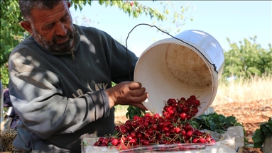 Turquía exporta cerezas a 62 países