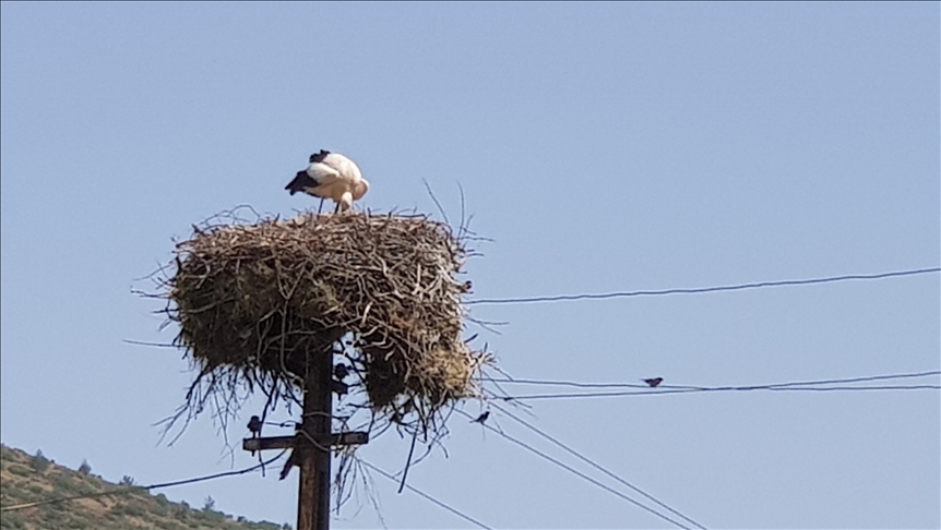 Taxa Kalaycikê ya Îslahiyeyê 10 sal in mazûvaniya leglegan dike