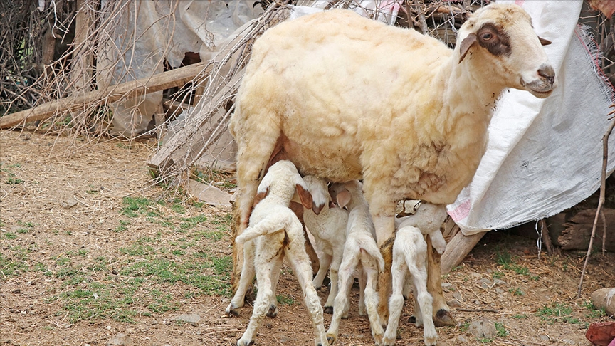Muğla'da bir koyunun tek batında 7 kuzu doğurması şaşırttı 