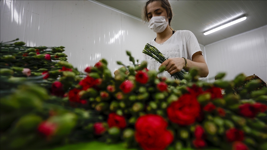 Turkey exported around 70M flowers ahead of Mother's Day