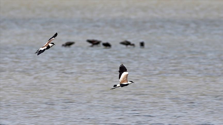 289 species of birds observed in Turkey this year