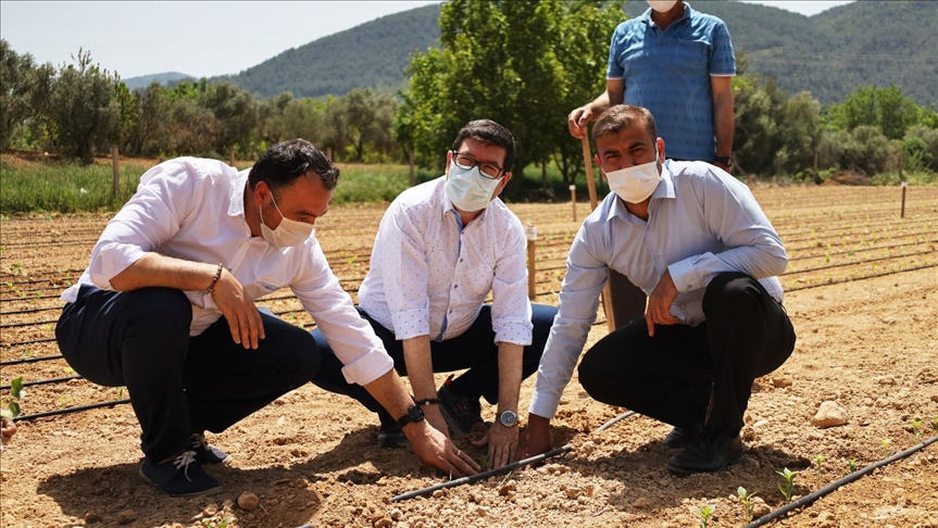 Ata tohumları Güney Ege'nin verimli topraklarında yeşerecek