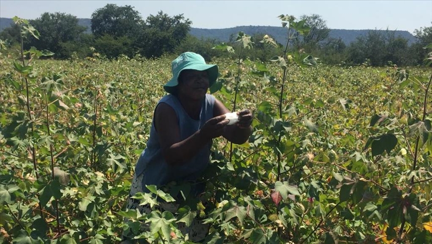 Zimbabwe’s cotton farmers sweating for no gain