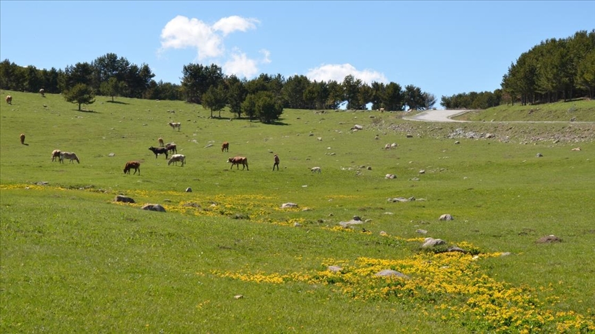 Kars'ta ilkbahar tüm güzellikleriyle yaşanıyor