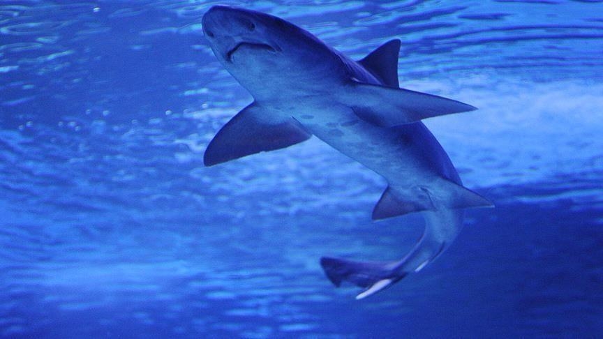 Australie: un surfeur décède suite à une attaque de requin