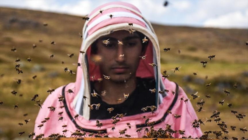 Disminución de la población de abejas amenaza la seguridad alimentaria del mundo