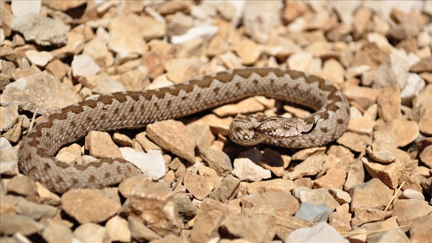 Habitat loss threatens Turkey's 'critically endangered' viper: Expert