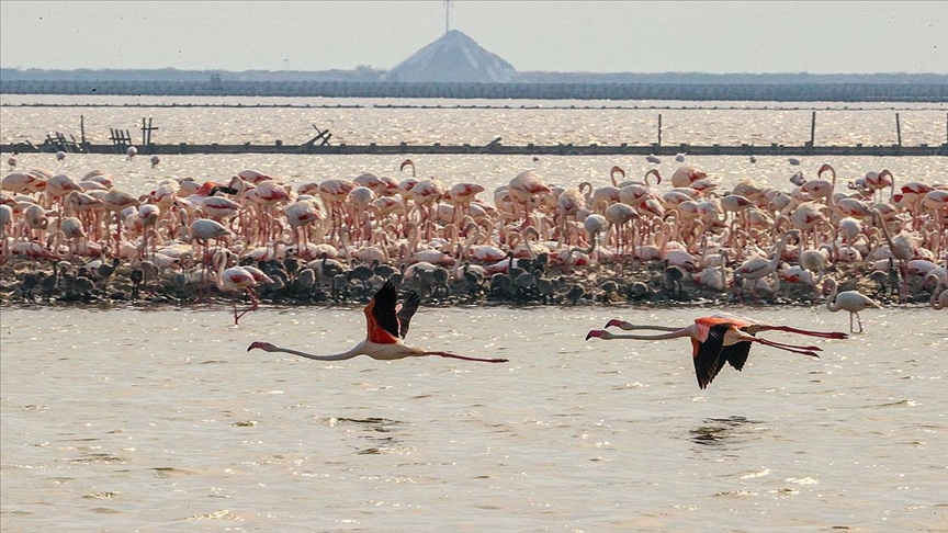 İzmir'deki 'flamingo adası' kuluçkaya yatan binlerce allı turnaya kucak açtı