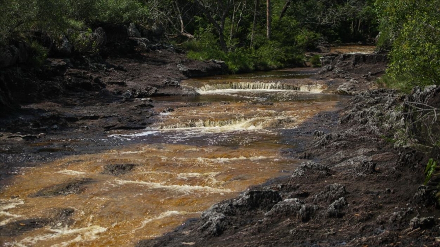 ONU alerta que la biodiversidad “disminuye a un ritmo alarmante y sin precedentes”