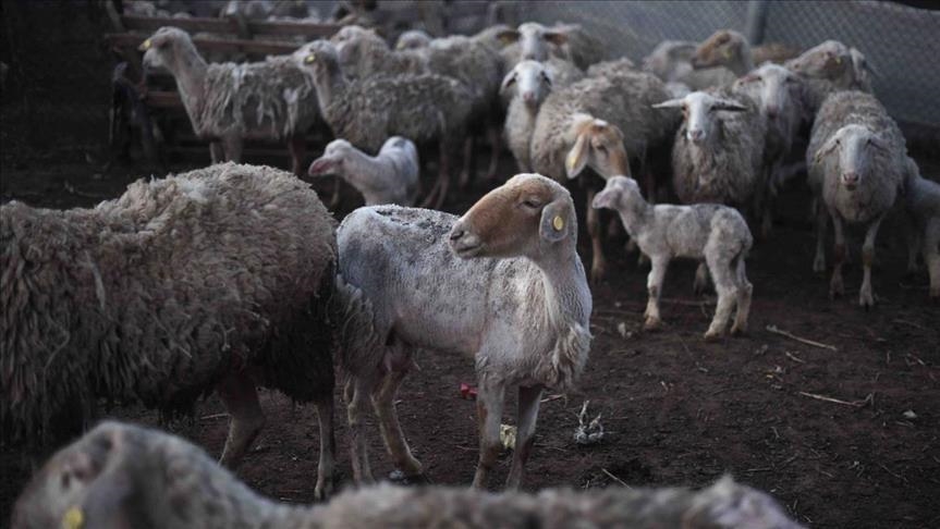 Gaza warns of ‘catastrophe’ over animal feed shortage