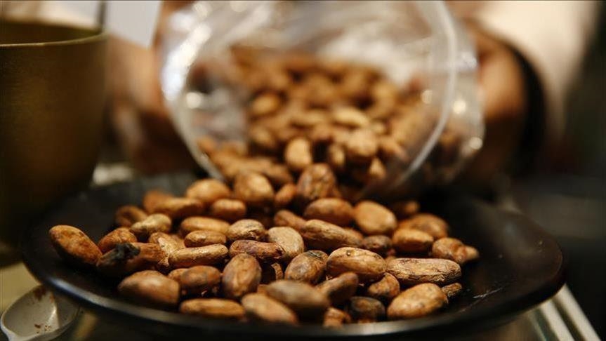 Côte d'Ivoire : le gouvernement attribue 20% des exportations de cacao aux opérateurs nationaux