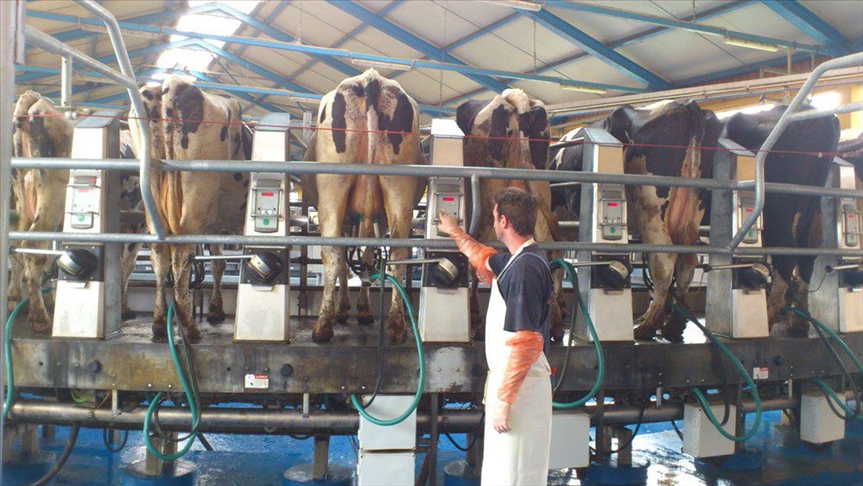 BiH: Proizvodnja mlijeka u prošloj godini porasla za 10,6 posto