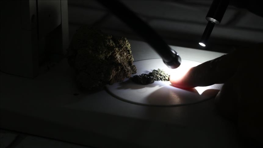 New lichen species found in Antarctica named after Turkish geographer