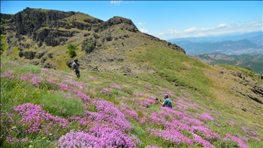 دێرسم.. دڵڕفێنی چیای كركلار