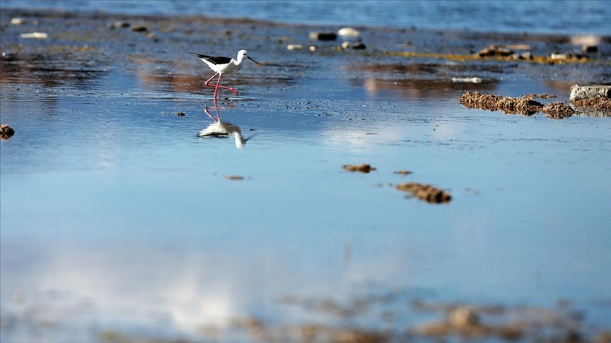 Kış turizminin parlayan yıldızı Erzurum kuş gözlemciliği turizminden de pay almak istiyor