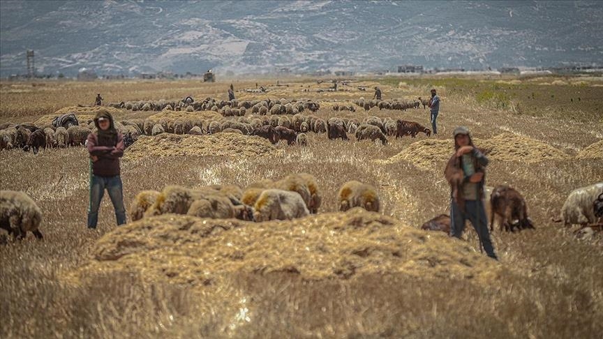 Syrian regime sets wheat fields on fire in Idlib