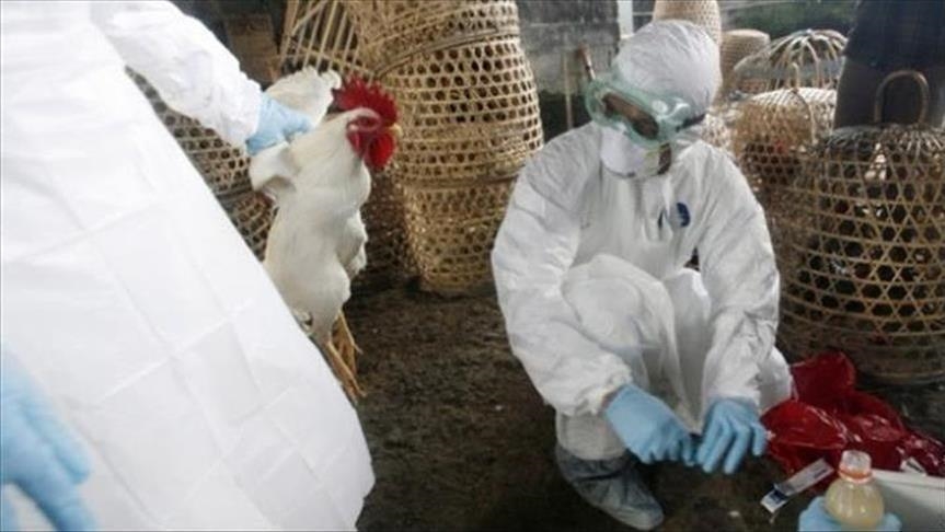 الصين.. رصد أول إصابة بشرية بسلالة "H10 N3" من إنفلونزا الطيور