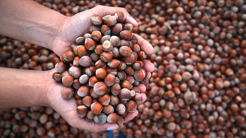 Turkey's hazelnut exports top 231,600 tons in 9 months