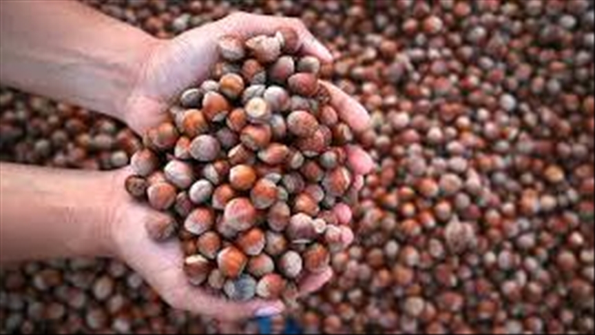 ترکیه طی 9 ماه بیش از 1.6 میلیارد دلار فندق صادر کرد