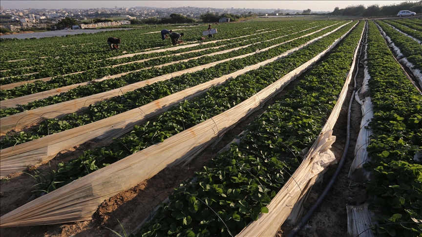 Ministarstvo poljoprivrede u Gazi obustavilo uvoz voća iz Izraela