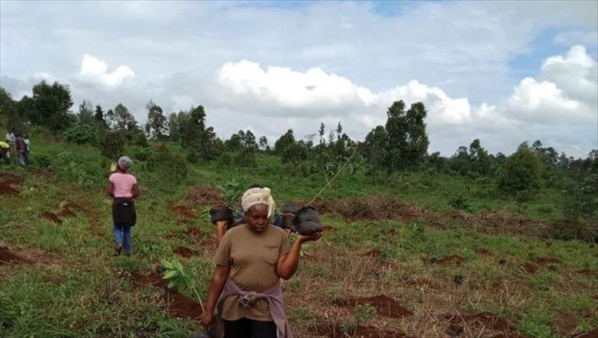 Kenya’s reforestation efforts to mitigate climate change effects