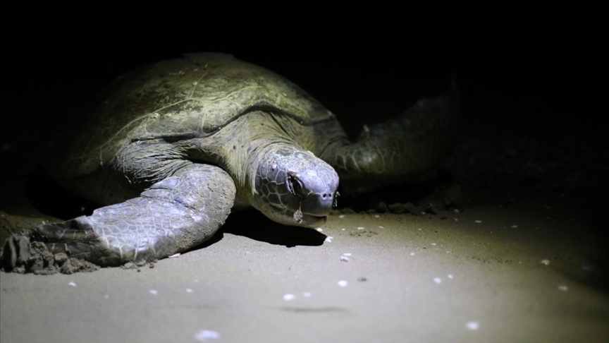 Yeşil deniz kaplumbağaları, Adana Akyatan Sahili'ne yumurta bırakmaya başladı