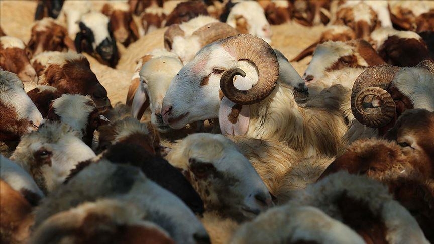 Kızılay 2021 kurban vekalet fiyatlarını belirledi