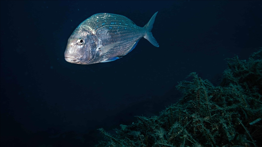 El calentamiento y la contaminación de los océanos amenaza la vida en la Tierra