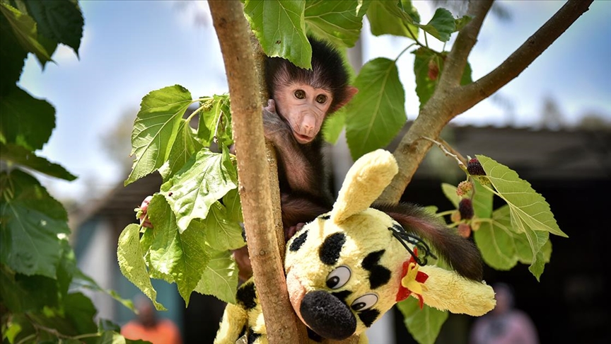 Annesi kabullenmeyince kuvözde büyütülen yavru maymun 'Nisan' doğal ortamına alıştırılıyor