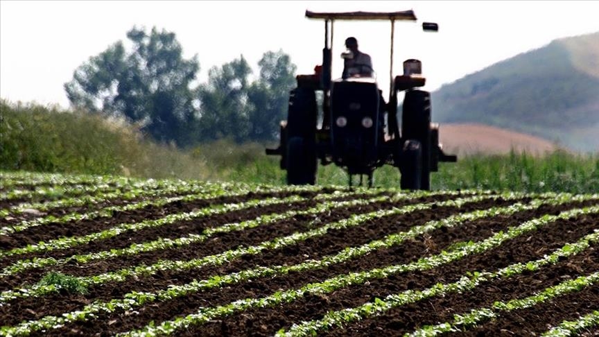 رشد چشمگیر تولید و صادرات انواع بذر کشاورزی از ترکیه
