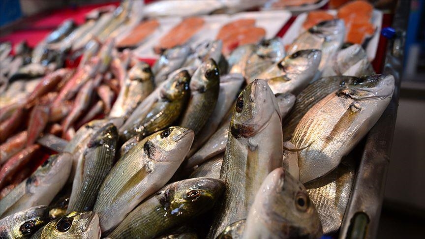 Экспорт морепродуктов из Турции за 5 месяцев превысил полмиллиона долларов