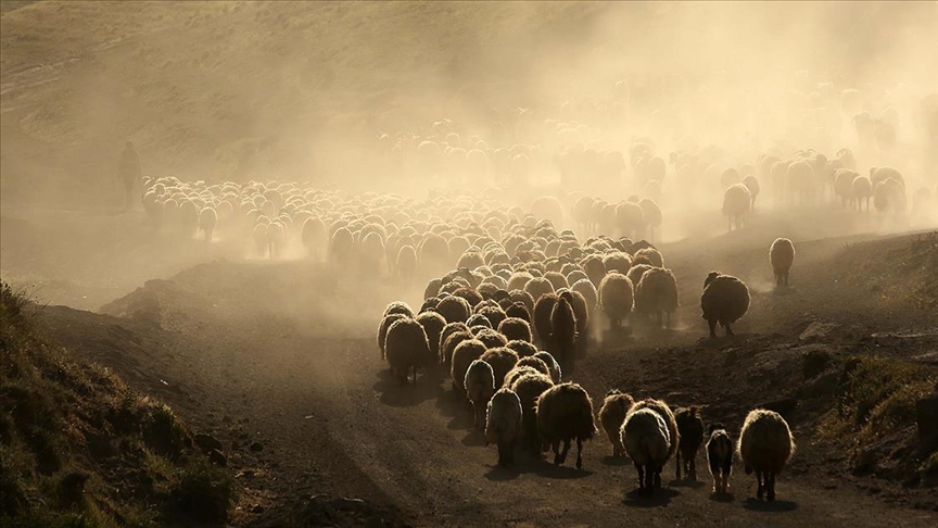 Küçükbaş hayvan sürülerinin Nemrut Dağı'na yolculuğu