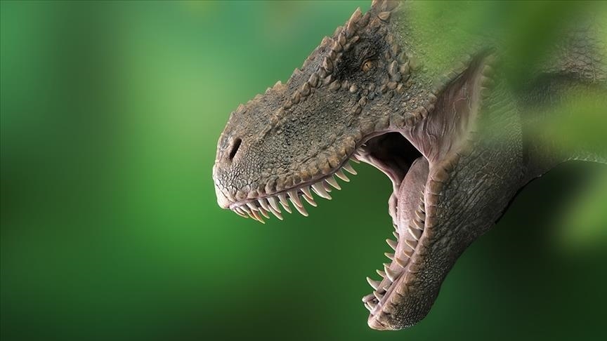 Научниците откриле фосили од најголемиот вид диносаурус што живеел во Австралија